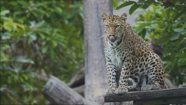 Leopard ready to hunt.