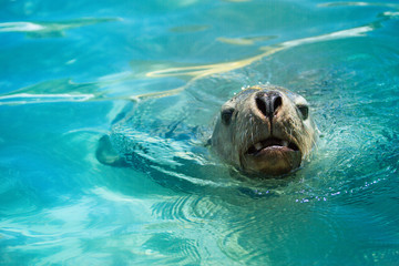 Sea Lion