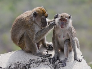 Mother monkey grooming child monkey