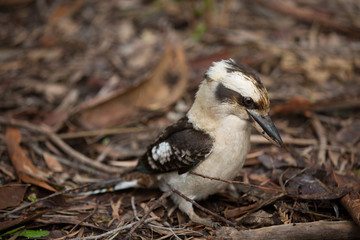 Kookaburra