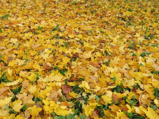 осень, желтые кленовые листья, ковер из листьев