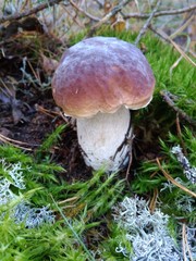 mushroom in the forest