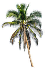Naklejka na ściany i meble coconut palm isolated on white