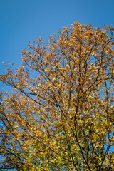 Sonne durchflutet den herbstlichen Baum