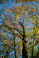 Sonne durchflutet den herbstlichen Baum