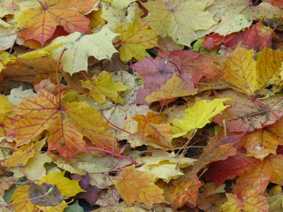 Naklejka na ściany i meble осень, кленовые листья, ковер из листьев