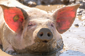 Schwein