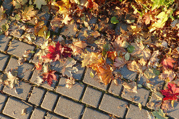 Autumn leaves on the pavement