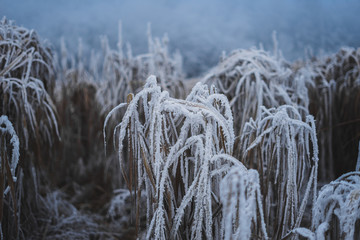 Frost Eis Winter Schnee Pflanzen Natur Landschaft gefroren