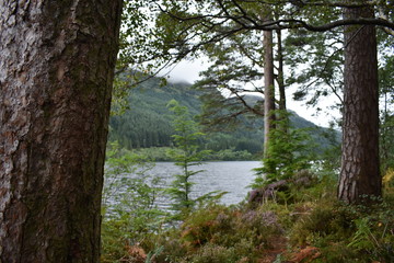 Loch Eck Forest 