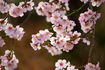 cherry tree blossom