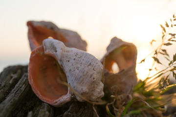 Close-up background with shells, wood and vegetation.