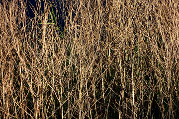 Dry autumn branches