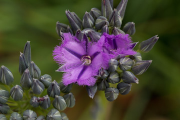 Australian Wildflowers