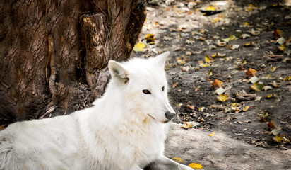 Polarwolf im Schatten
