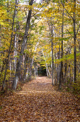 Fall on the Trail