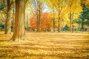 Beautiful Japan autumn leaves in Meiji Jingu Gaien Park of Tokyo , Japan.