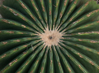 Runde große kaktus mit schtreifen.