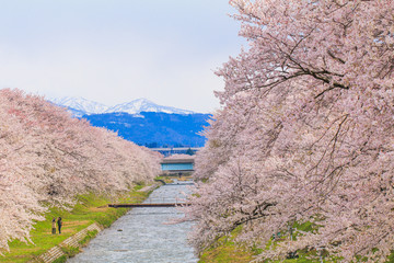 Cherry blossom trees or sakura  along the bank of Funakawa River in the town of Asahi , Toyama Prefecture  Japan.