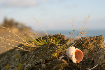Close-up background with shells, wood and vegetation.
