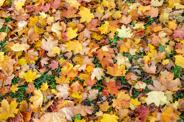 Fototapeta na wymiar leaves carpet of maple leaves in the Park