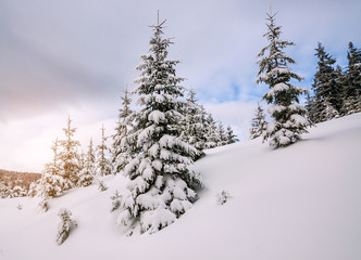 firs, snow, mountains