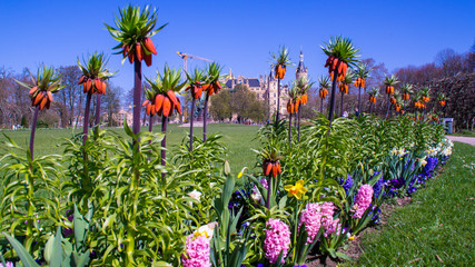 Blume © Christoph_Kinzel