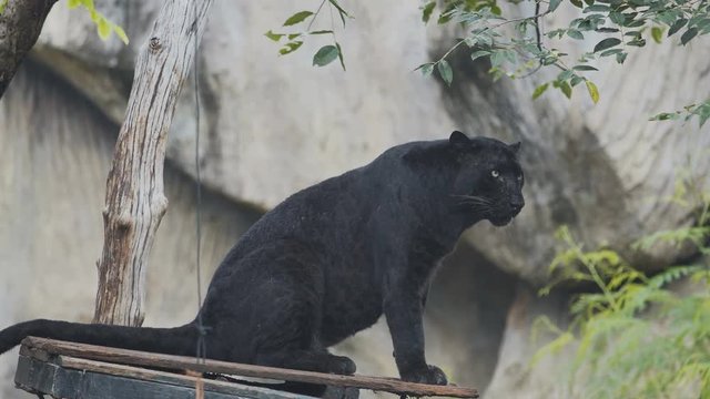 The Black Panther is out to prepare for the victims.