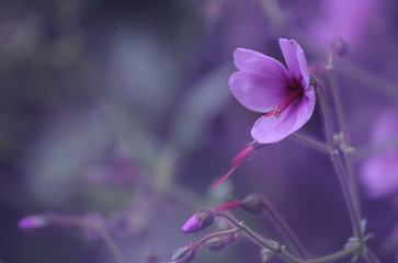 Beautiful flower on the blurred background. Macro, soft focus