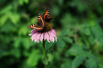 butterfly on a flower