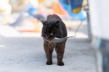 田代島の猫　Tashirojima,Japan Cats Paradise,Cats Island	