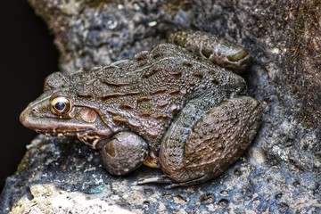 frog in a pond