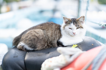 田代島の猫　Tashirojima,Japan Cats Paradise,Cats Island