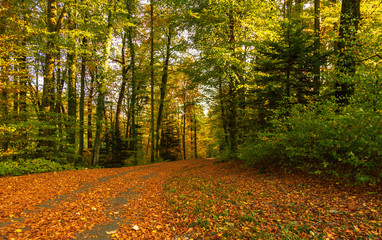 Naklejka premium Forest. Autumn. Landscape. Trees. Nature