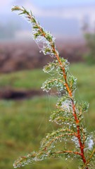 Fur tree covered by spiderweb in the foggy moning