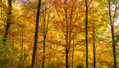 Forest. Nature. Autumn. Landscape. Trees.