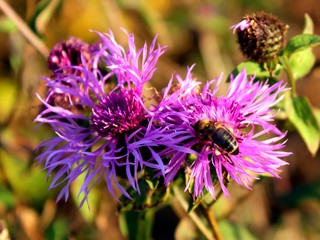 Greater knapweed (Centaurea scabiosa)