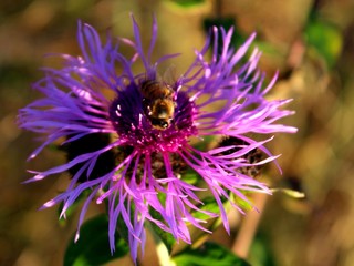 Greater knapweed (Centaurea scabiosa)