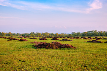 Fototapeta premium heaps of manure on the field
