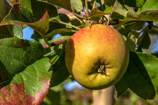 Pommes Jubilé sur leur arbre