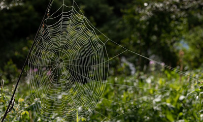Thick Spider Web Glistens