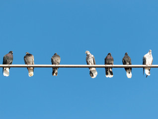 pigeons against the blue sky