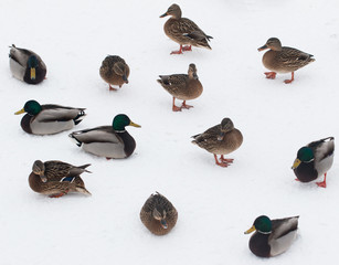 ducks on white snow