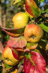 Pommes Jubilé sur leur arbre