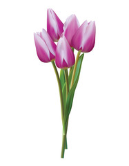 Bouquet of violet tulips on a white. Realistic vector 3d illustration