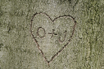 heart shape love symbol with intials carved into tree bark