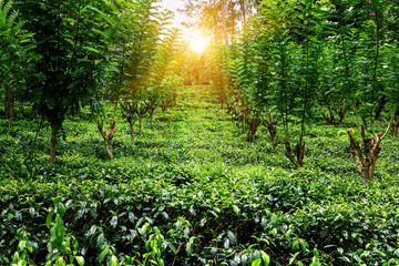 lush ceylon tea plantation