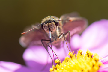 Skipper butterfly