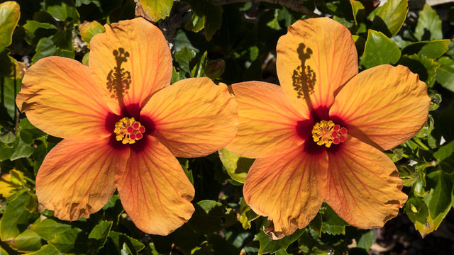 Two exotic and colorful yellowish hibiscus flowers, under strong morning sunlight, an ornamental shrub growing naturally in tropical countries, with a strong symbolism and multiple uses