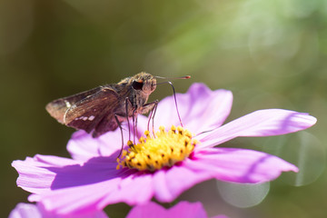 Skipper butterfly